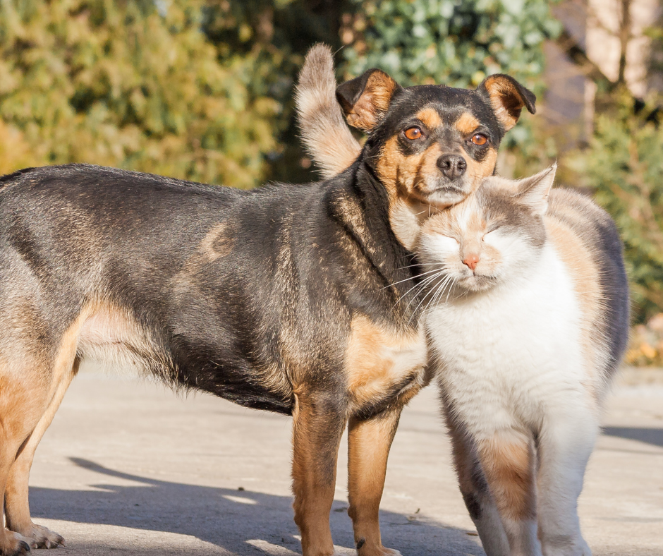 Brasil: Governo Federal lança RG para animais