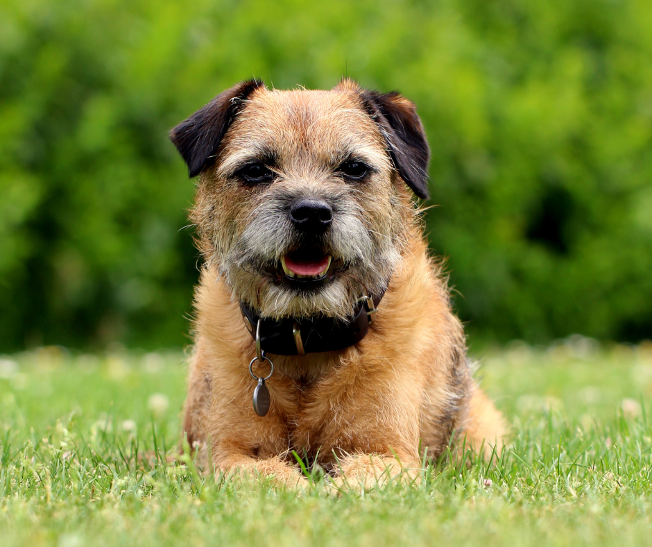 TJ/GO: Concessionária de energia elétrica é condenada por morte de cão eletrocutado ao pisar em um cabo de alta tensão rompido