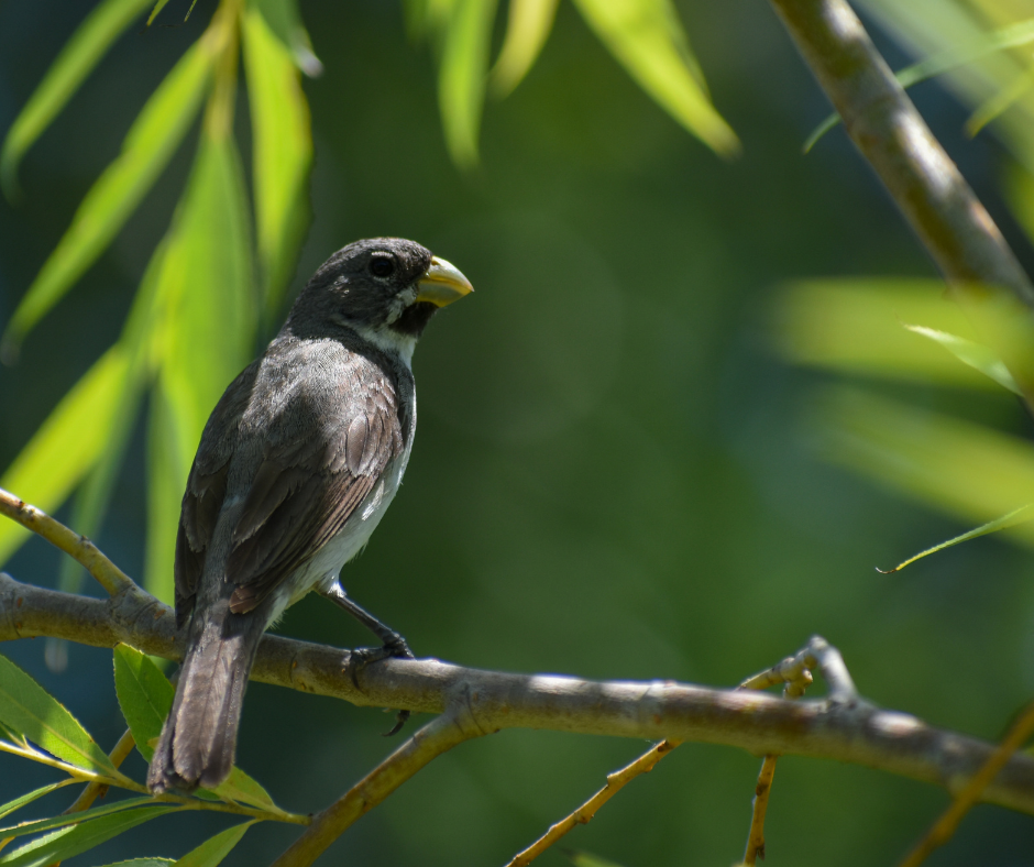 STJ: Ministro absolve homem que recebeu dois passarinhos como pagamento por serviço