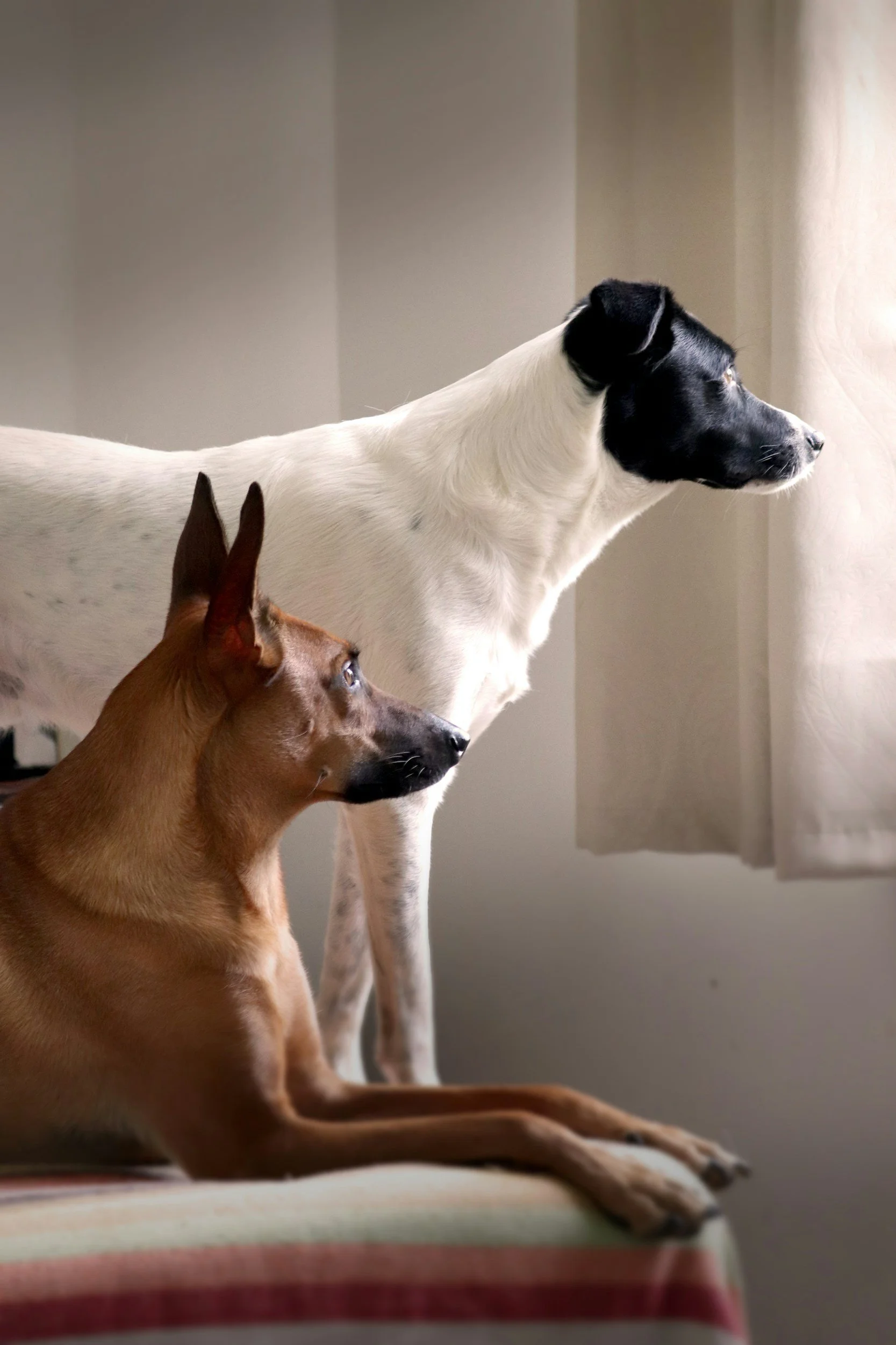 TJ/RN: Justiça afasta pedido de indenização por latidos de cães em condomínio e reconhece ausência de perturbação anormal