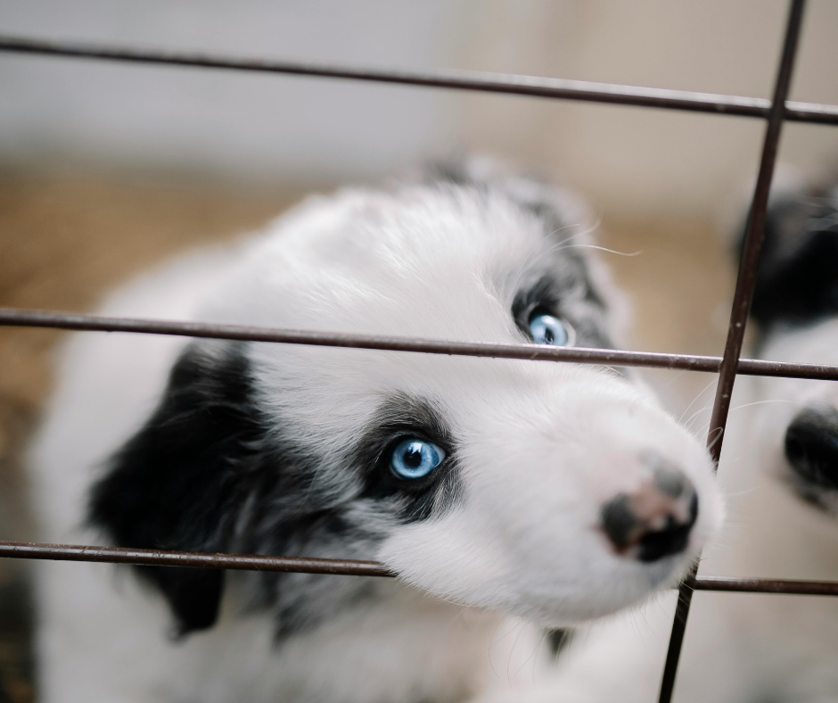 TJ/SP: Mantida condenação de mulher que praticou maus-tratos de animais em canil clandestino