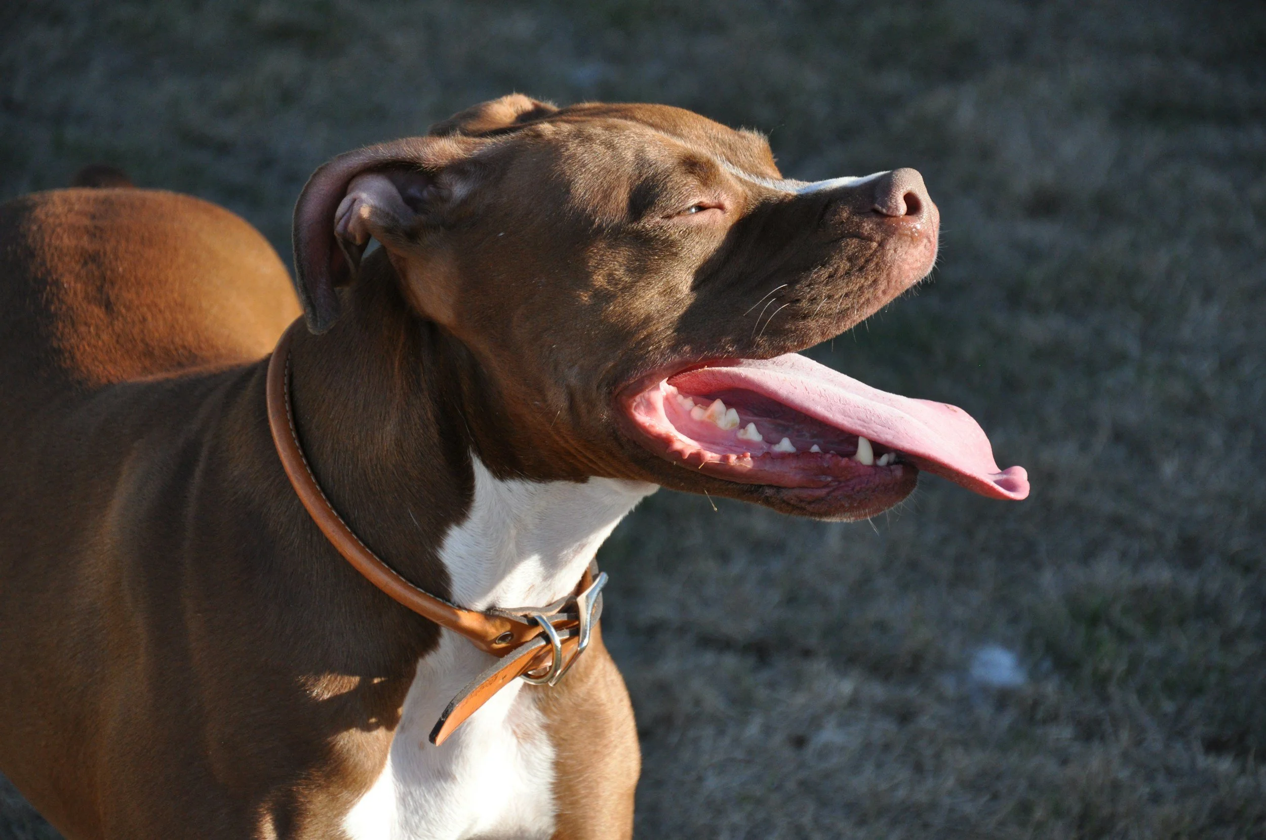 Santa Catarina regulamenta lei que proíbe criação e circulação de pitbulls no estado