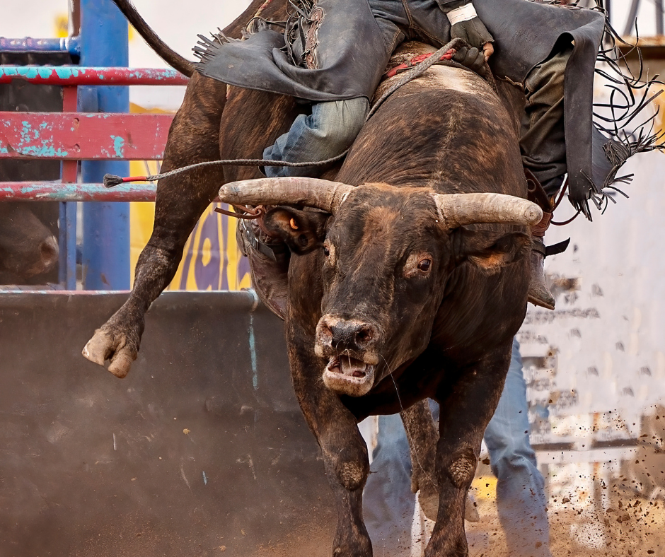 TJ/MG: Justiça determina cumprimento de lei municipal que proíbe rodeios em São João del-Rei