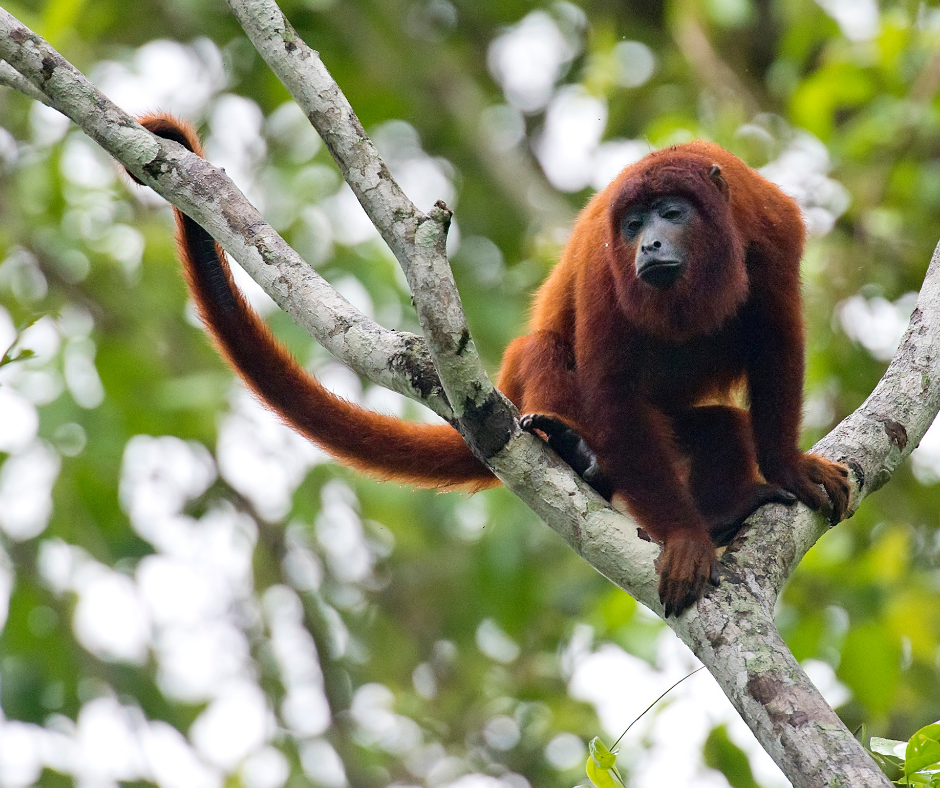 TJ/RS: Justiça determina suspensão de licença ambiental em Floresta na Lomba do Pinheiro