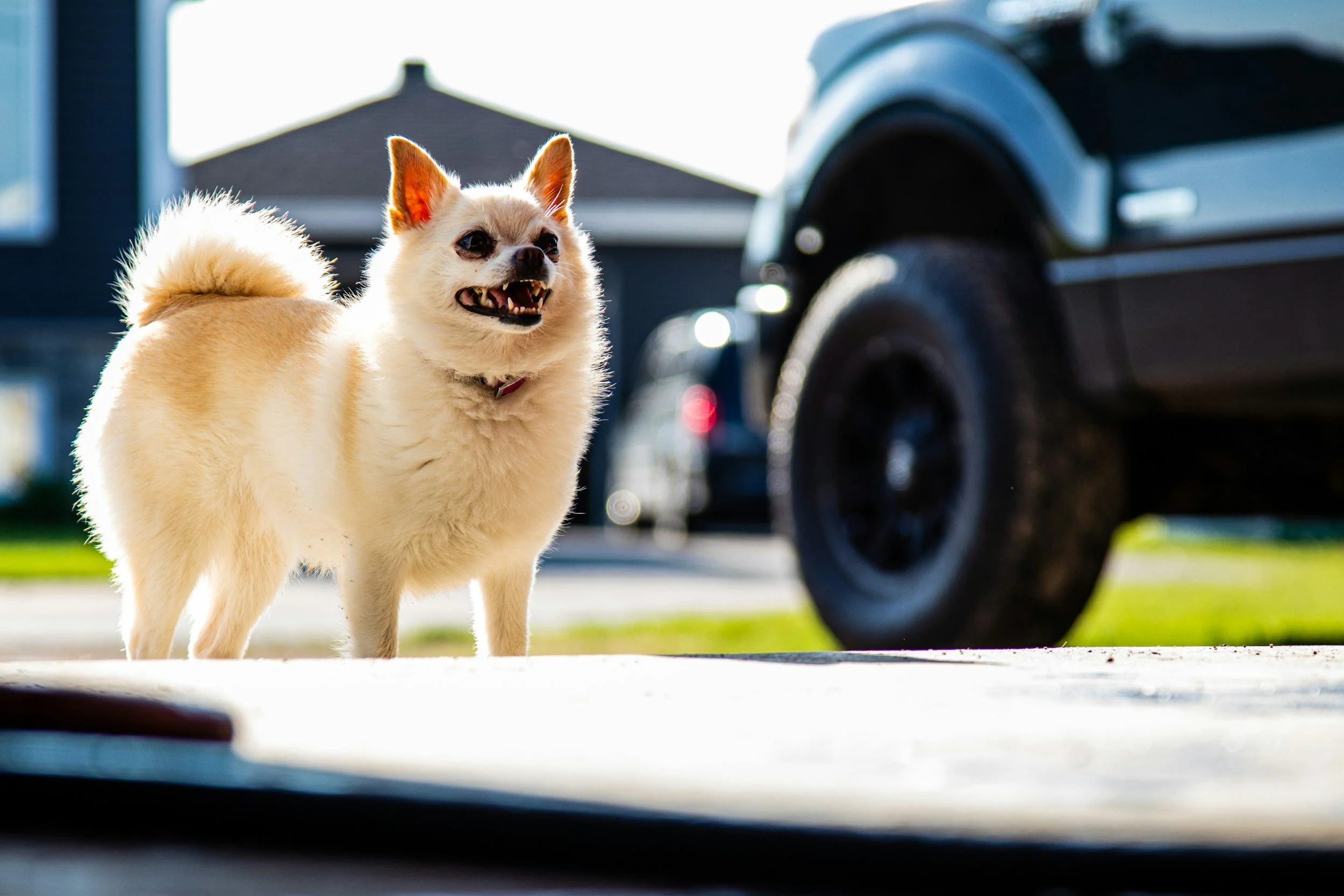 TJ/DF: Homem mordido por cachorro em via pública deve ser indenizado