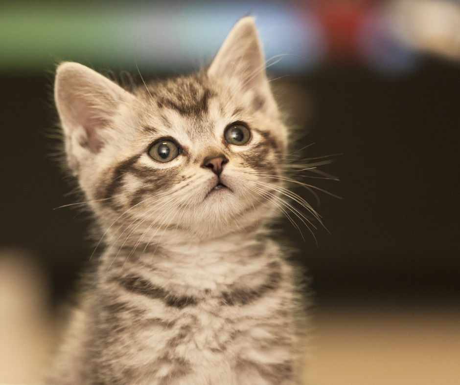 TJ/MA: Homem é condenado a mais de dois&nbsp;anos&nbsp;por&nbsp;matar&nbsp;filhote&nbsp;de gato