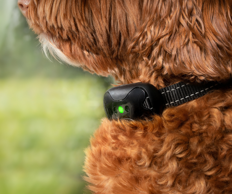 MG: Nova lei estadual proíbe uso e comércio de coleiras antilatido em animais