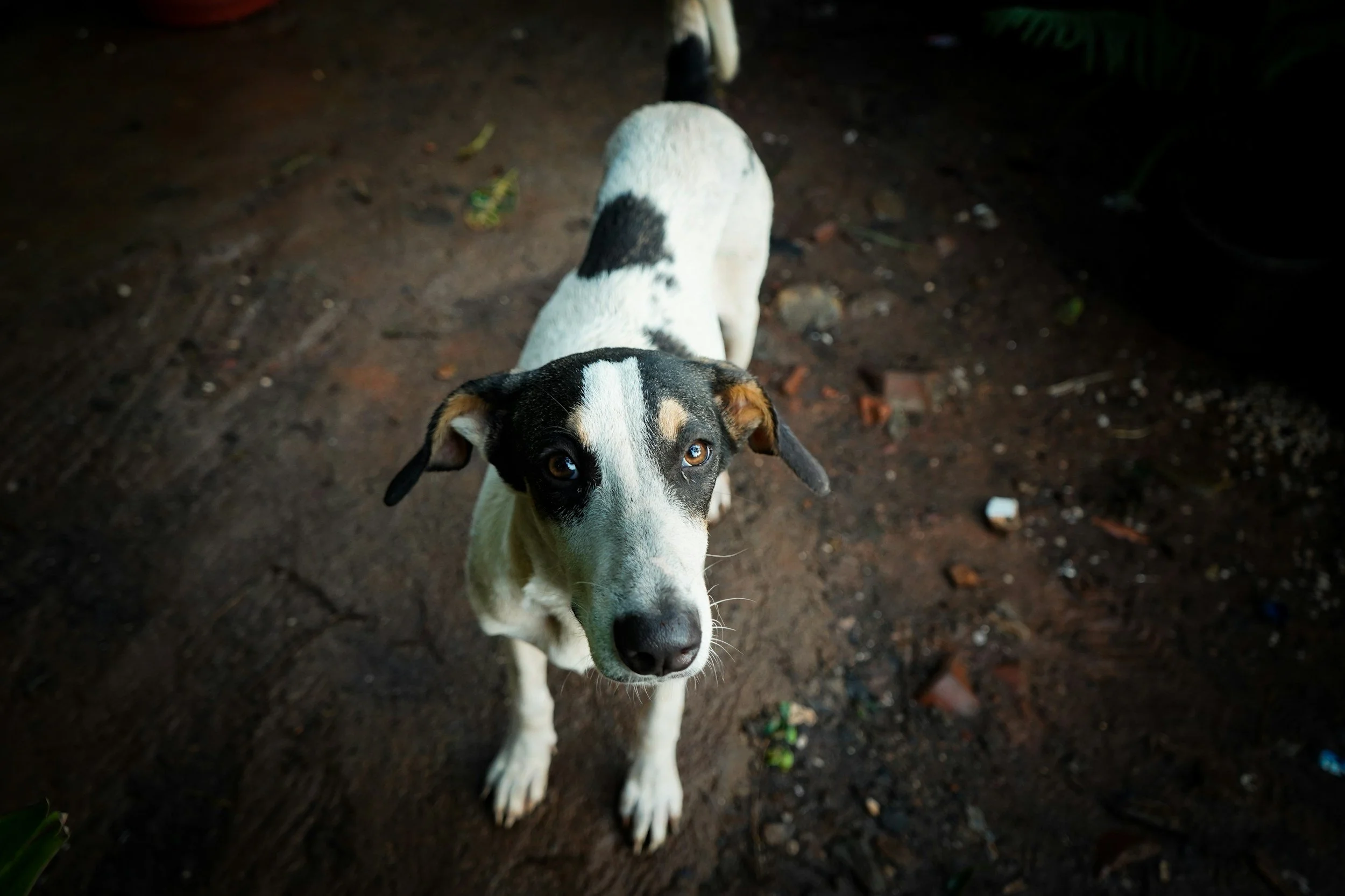 TJ/PR: Funcionário de pet shop é condenado a mais de 14 anos de prisão por maus-tratos a cães