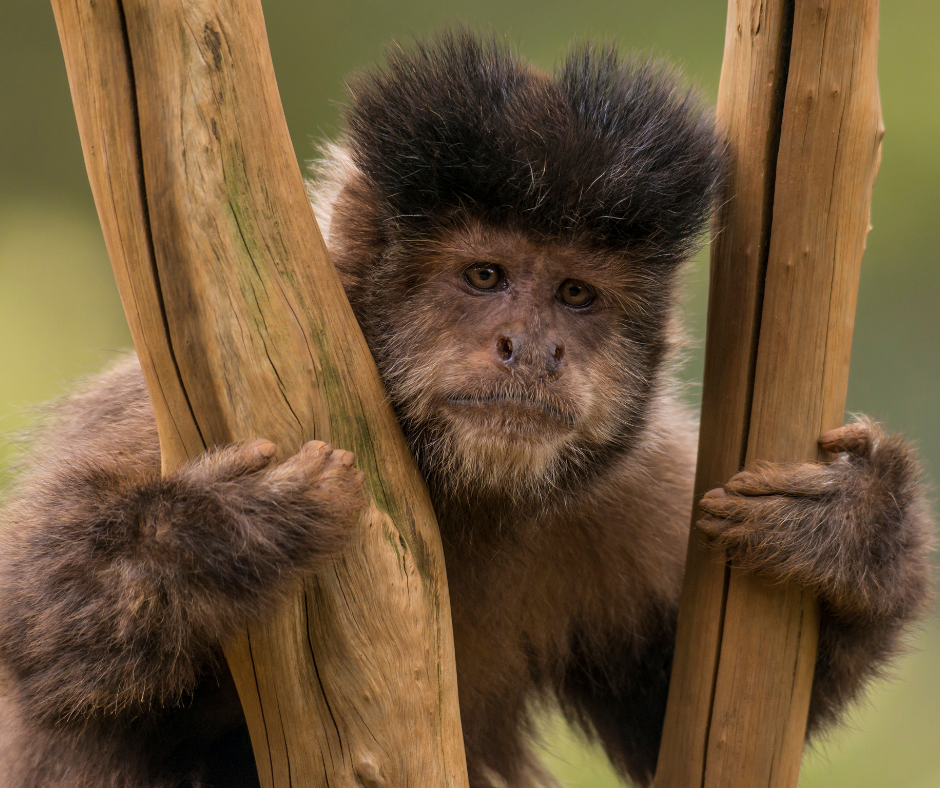 TJ/RS: Justiça suspende entrega de animais silvestres em programa de adoção do governo do RS