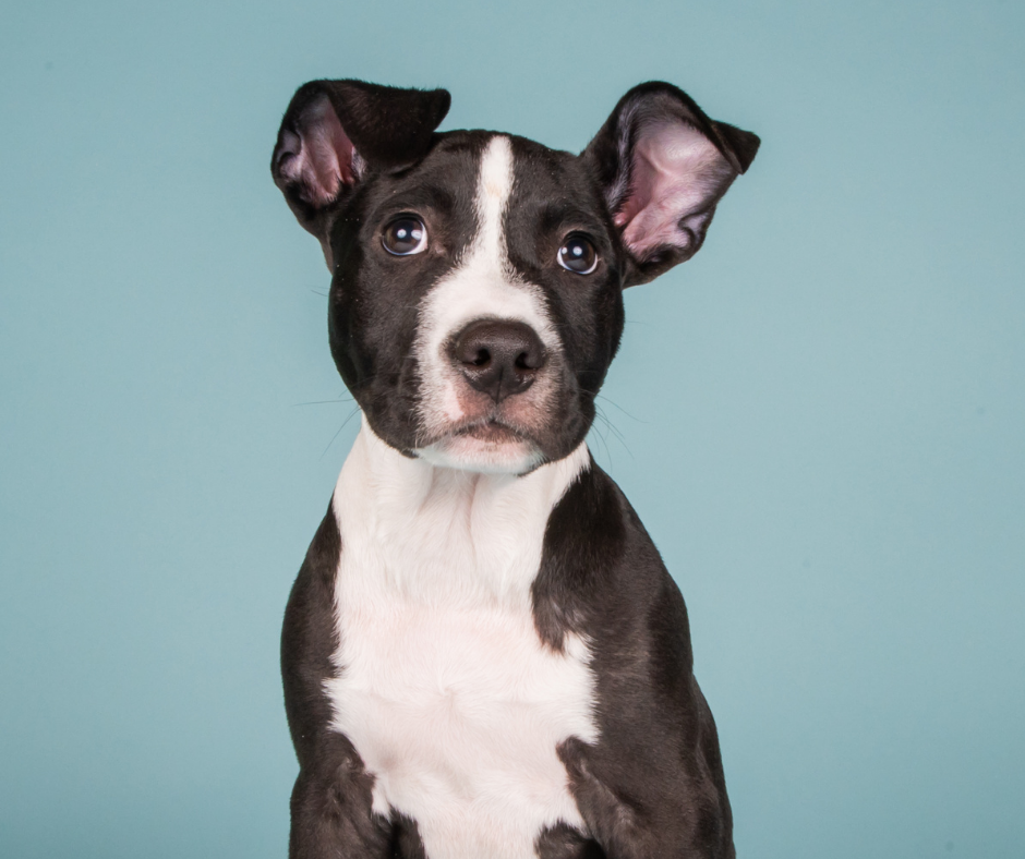 TJ/PR: Tutora consegue na Justiça afastar lei que obriga castração de pit bull