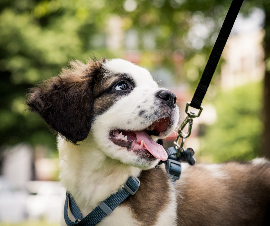 MG: Lei garante livre circulação de animais domésticos em condomínios do município de Betim