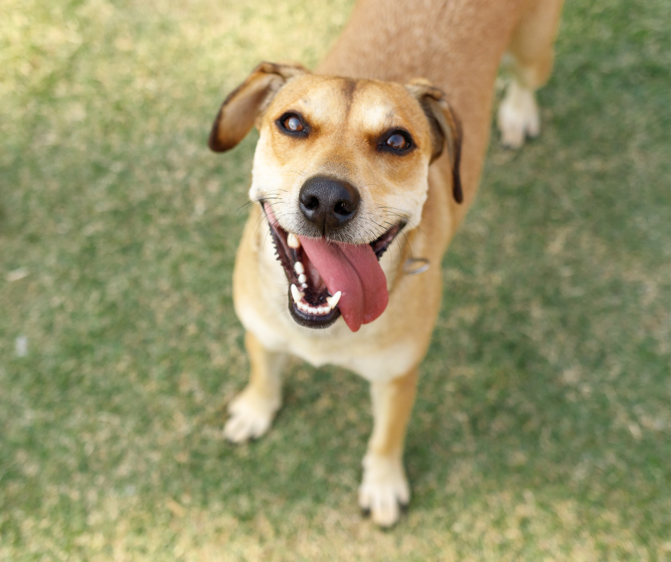 TJ/SP: Tribunal admite Instituto Caramelo como assistente em caso de maus-tratos
