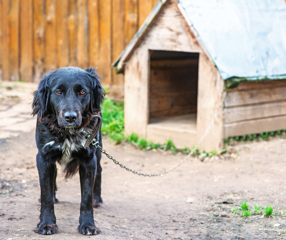 SP: Entrou em vigor lei estadual que proíbe o acorrentamento de cães e gatos