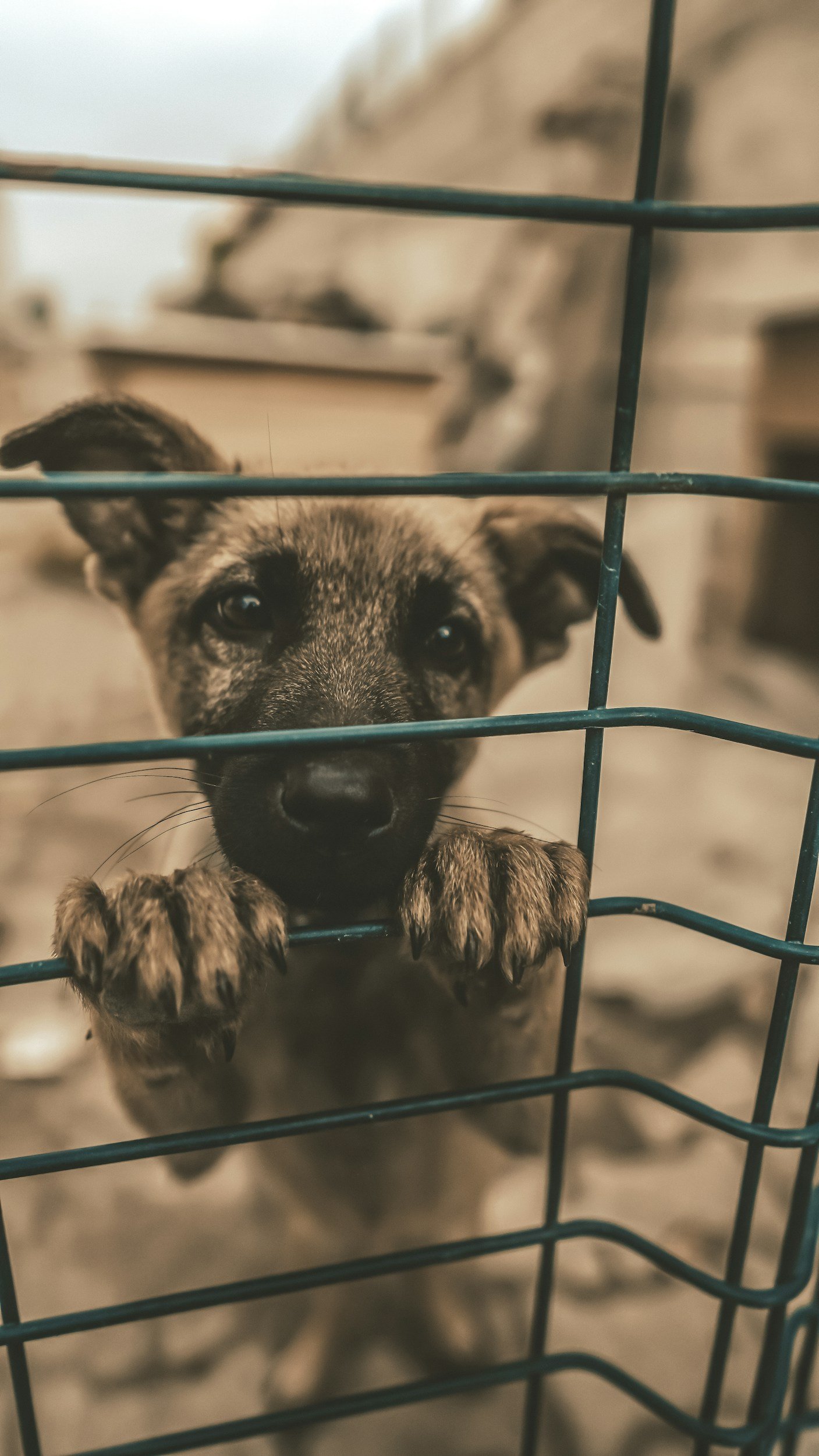 PB: MP firma entendimento pela não aplicação de acordos em crimes de maus-tratos a animais