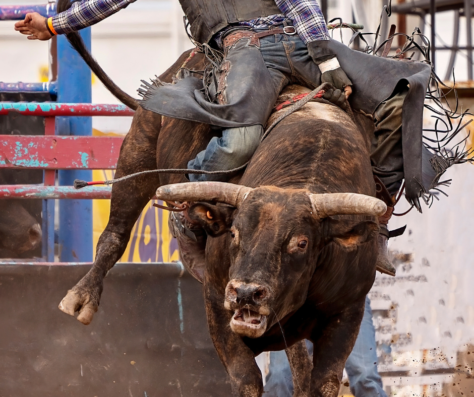 SP: Prefeito de Cubatão veta projeto que retomava rodeios, vaquejadas e touradas no município