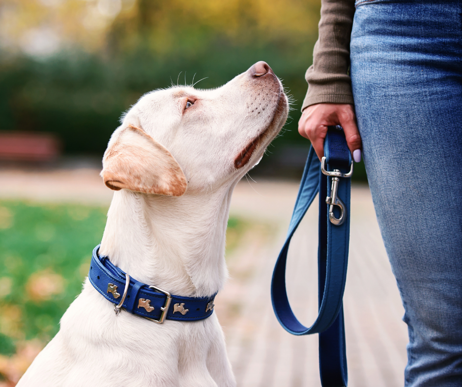 TJ/RJ: Liminar suspende multa cobrada a moradora por transitar com animal na portaria do condomínio