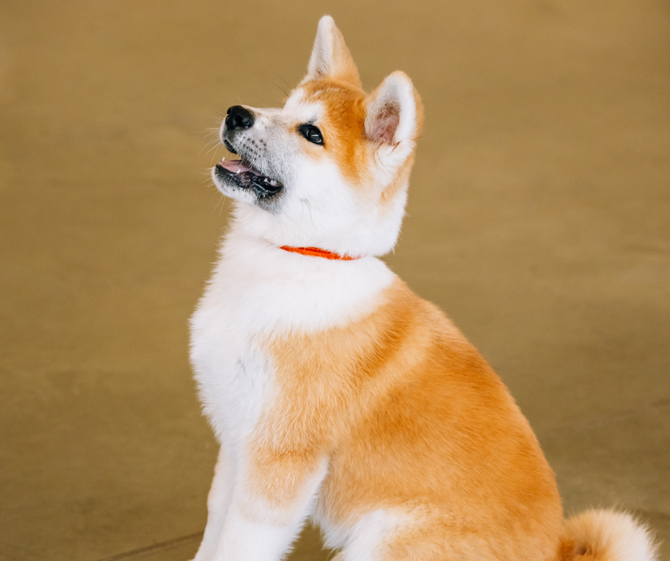 TJ/MG: Família que comprou cachorro doente será indenizada por loja