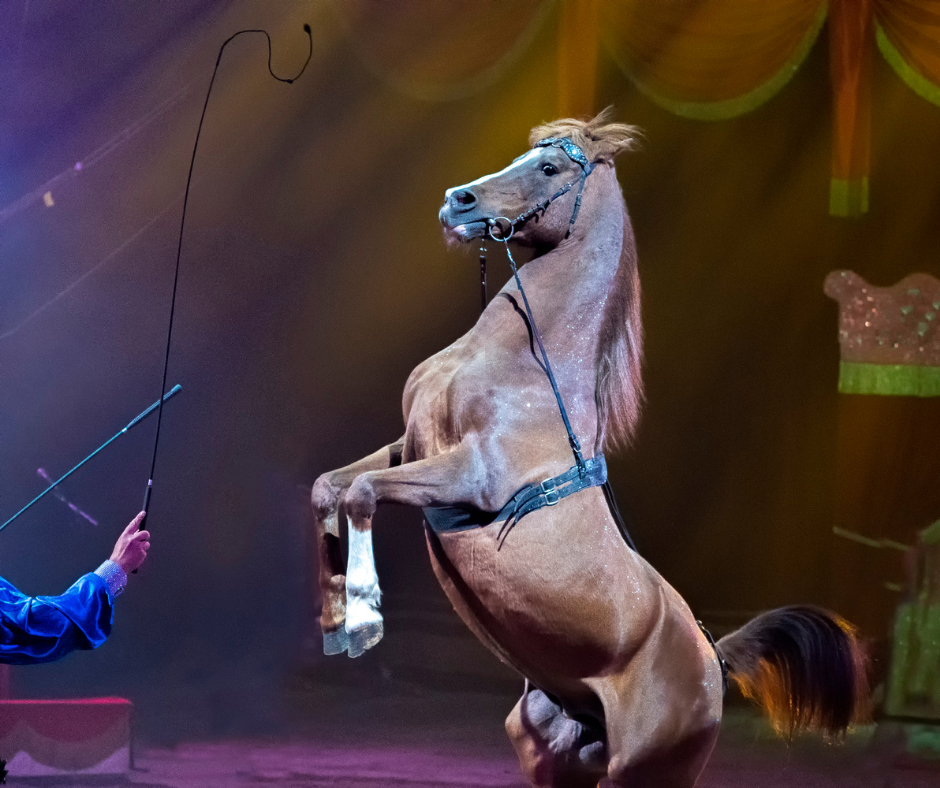 TJ/SP: Liminar suspende trecho de lei que proíbe uso de animais em espetáculos no município de Campinas