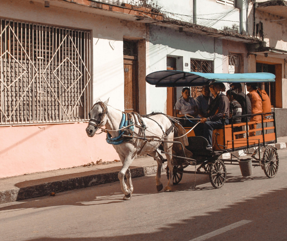 Câmara avança com projeto que criminaliza maus-tratos em transporte de carga e proíbe animais em circos