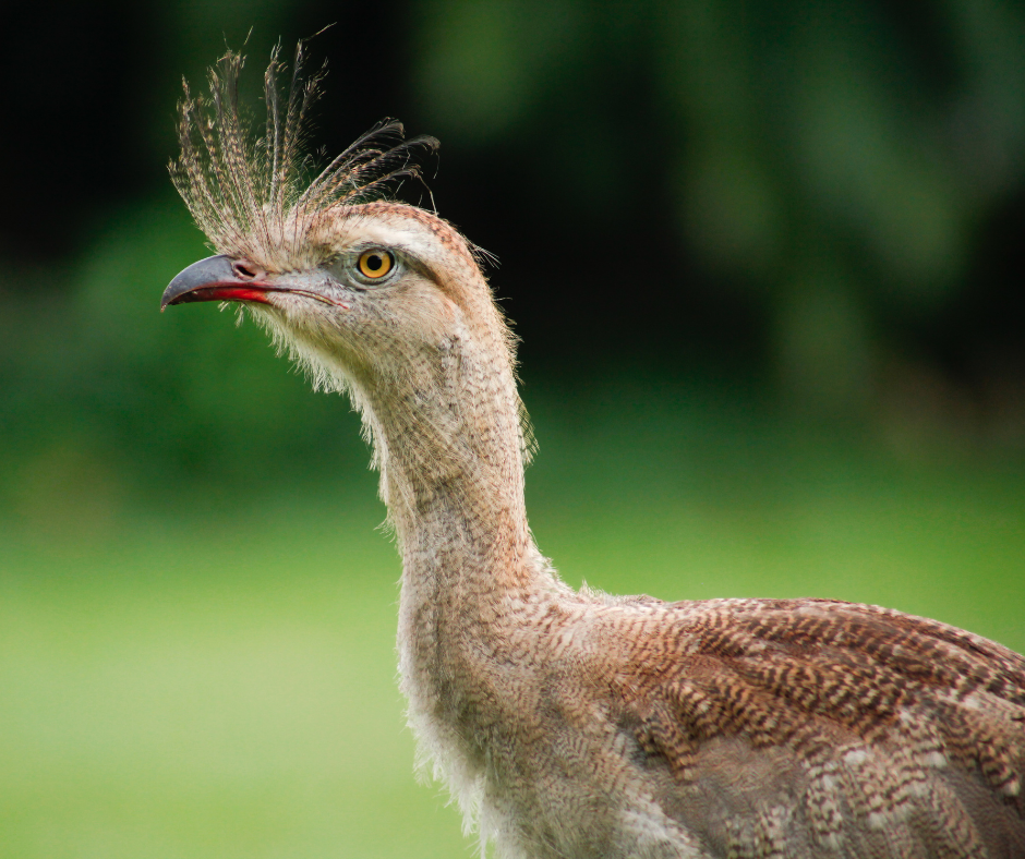 MT: Lei da Fauna é sancionada em Mato Grosso com vetos a dispositivos contraditórios