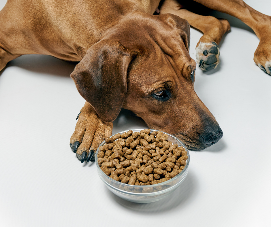 TJ/SP: Lei municipal que institui banco de ração e utensílios para proteção de animais em Caçapava é constitucional, decide OE