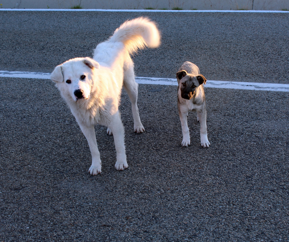 TJ/SP: Mulher é condenada por abandonar dois cães em rodovia
