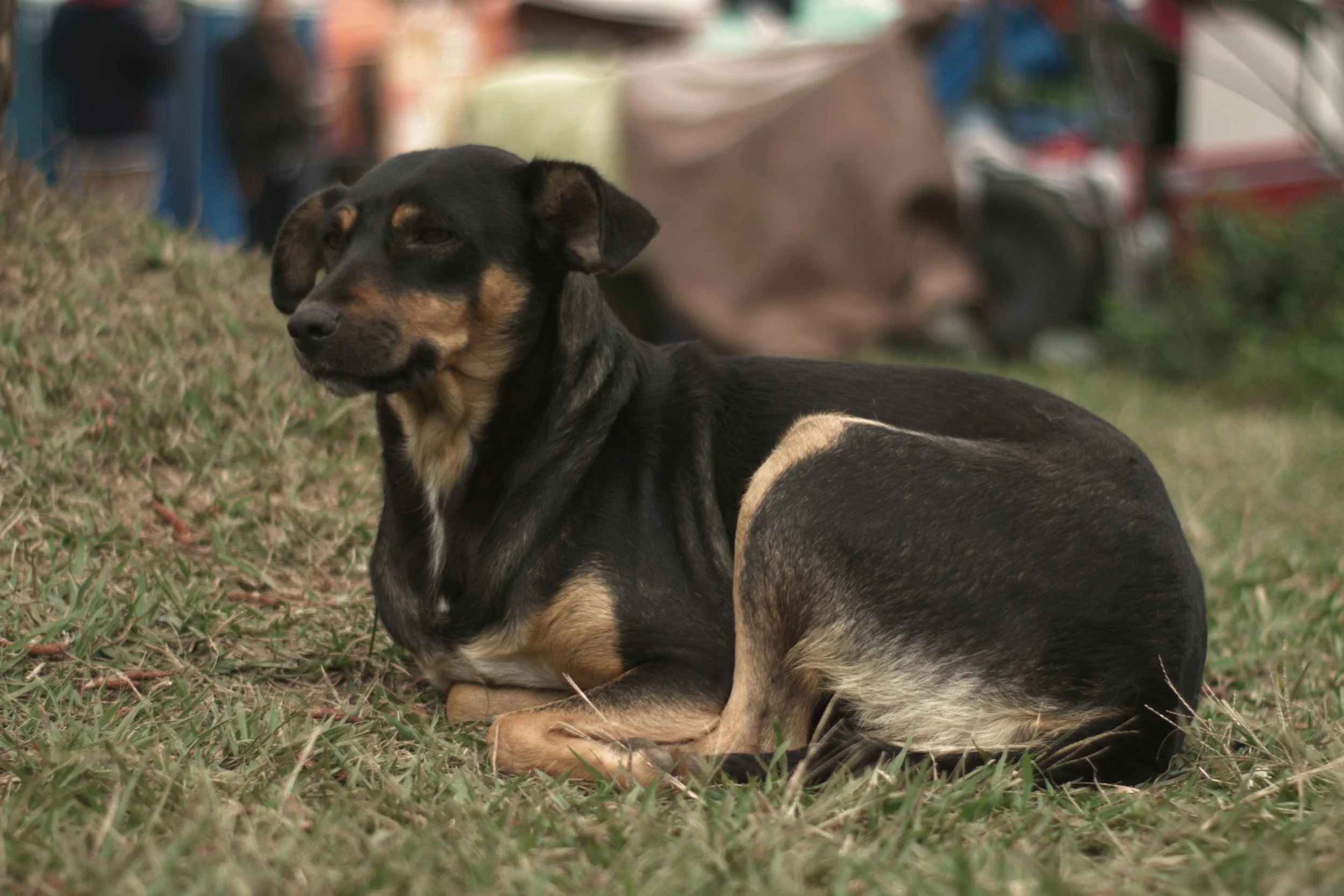 TJ/SP: Ex-GCM é condenado a indenizar morador em situação de rua após matar cão a tiros