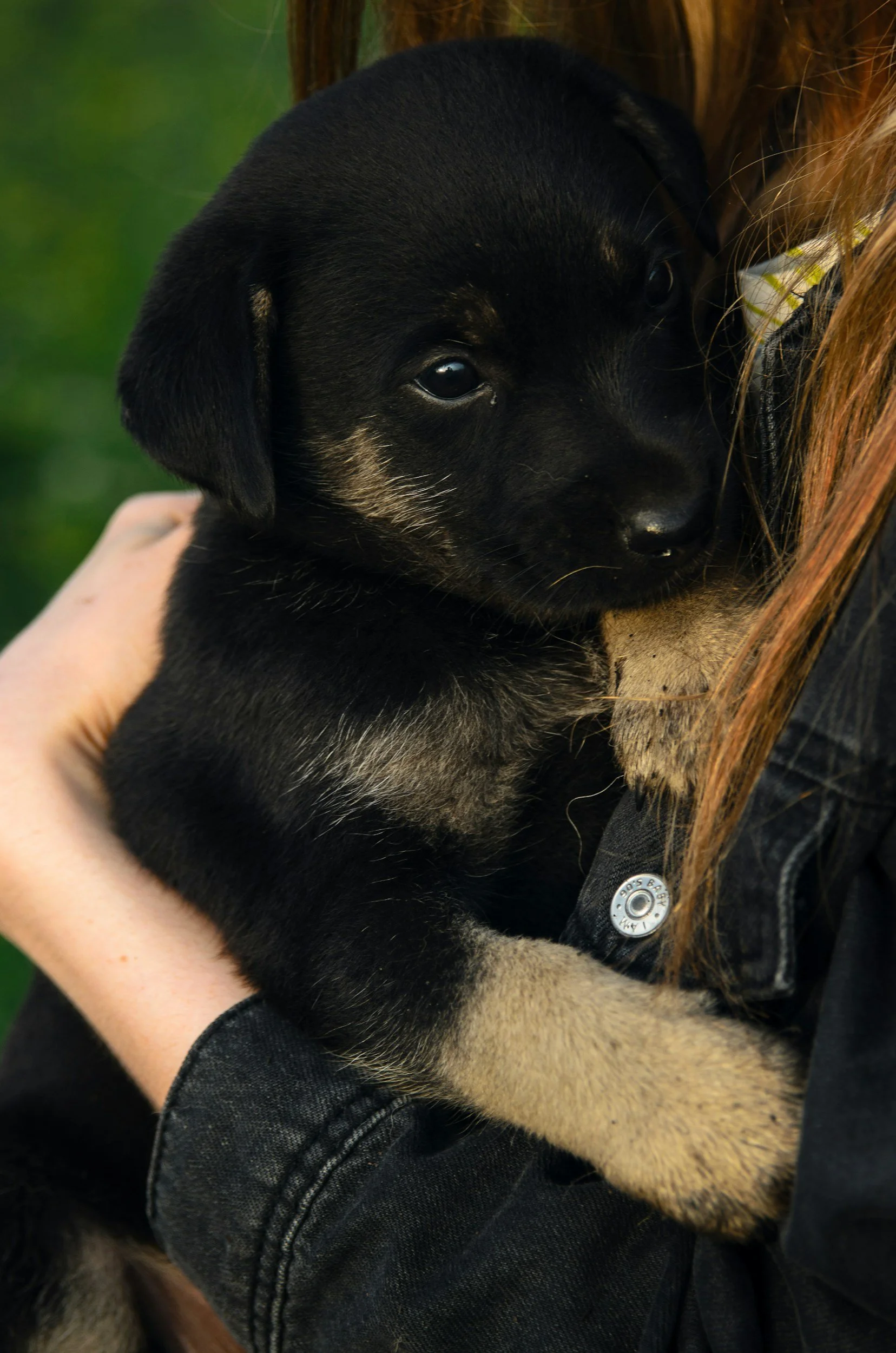 Espanha: Tribunal aplica lei contra violência de gênero em um caso de maus-tratos a animais