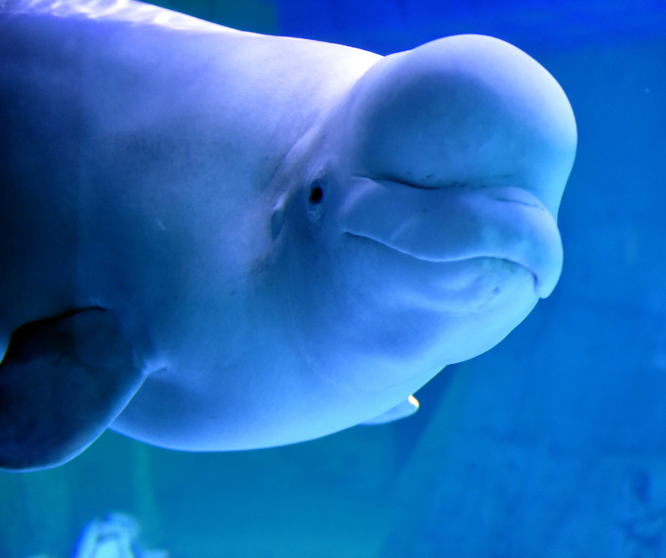 Canadá: Governo canadense nega exportação de belugas do parque temático Marineland para a China