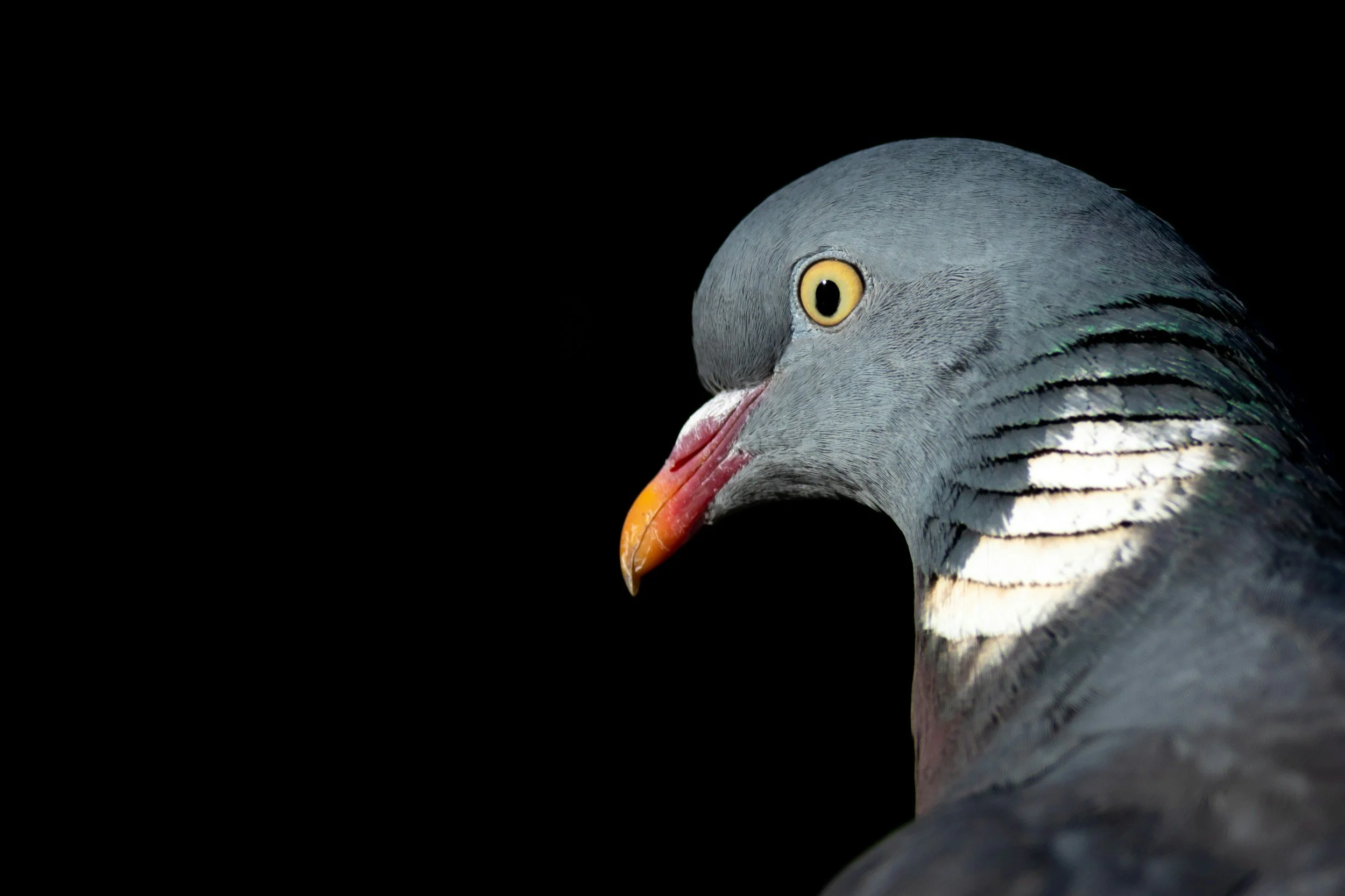 TJ/DF: Justiça restringe atividades de empresa de controle de pragas após morte de pássaros