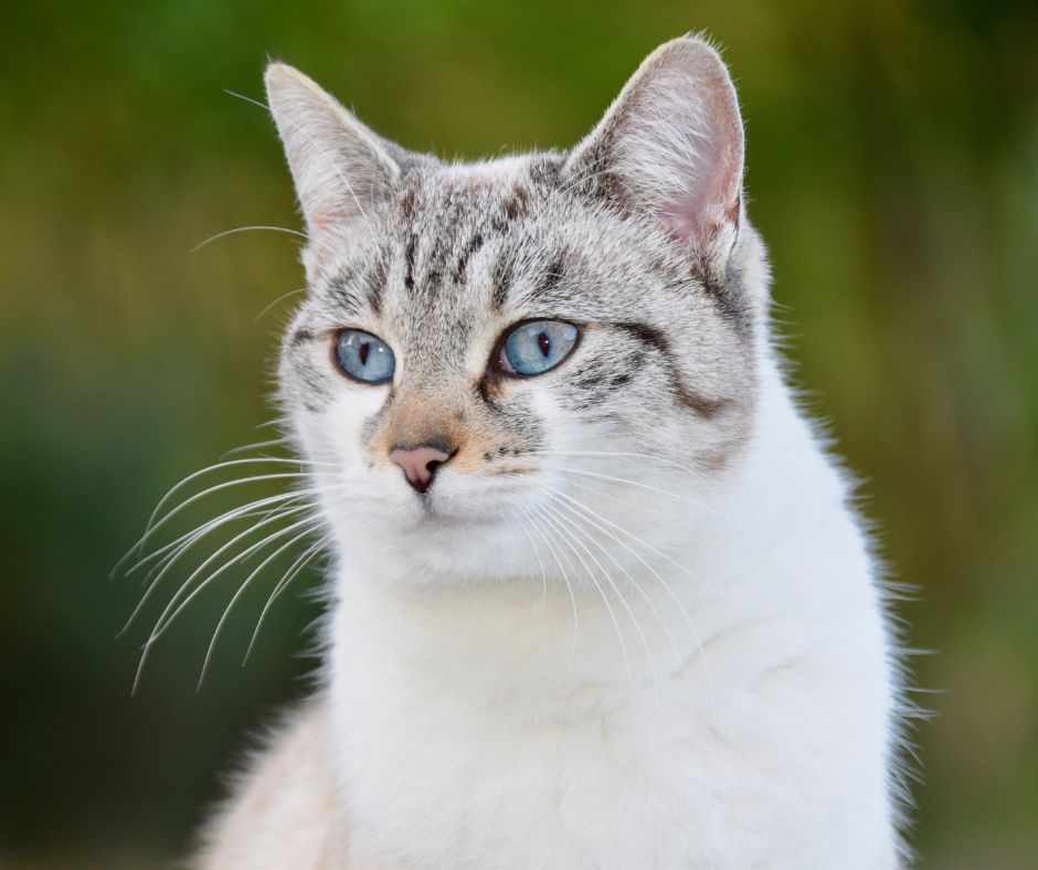 TJ/PE: Clínica veterinária é condenada a pagar indenização por morte de gato que recebeu alta prematura