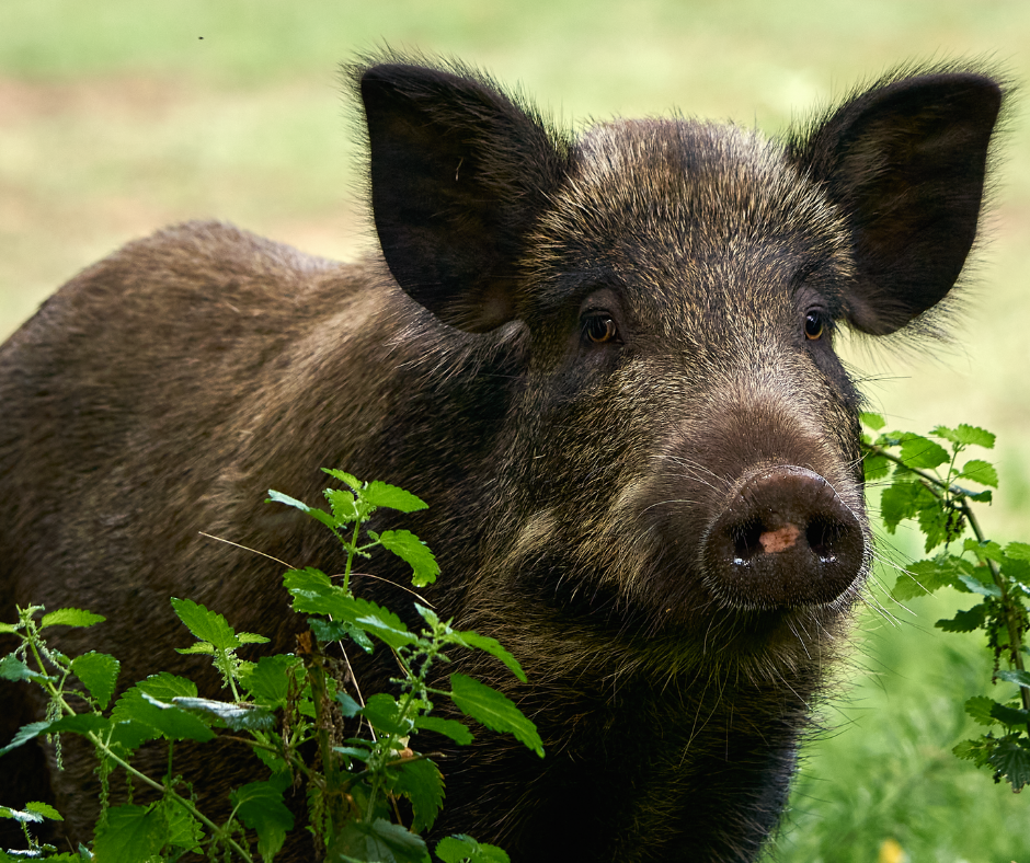 STF julgará se estados podem autorizar caça de espécies exóticas invasoras&nbsp;