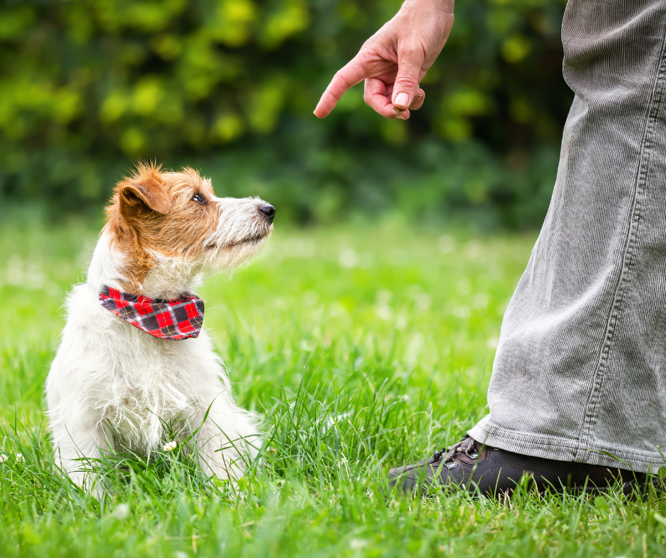 RN: Lei estadual endurece punições contra maus-tratos em adestramento de animais domésticos