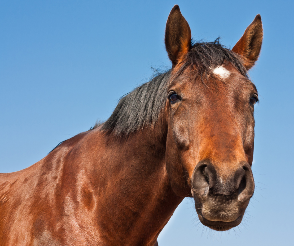 TJ/SC: Concessionária de energia é condenada sozinha por choque que matou égua em via pública&nbsp;