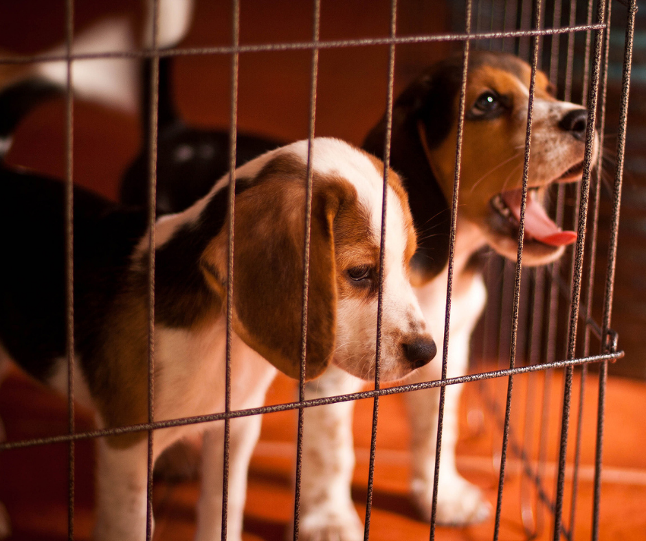 Florianópolis aprova lei municipal que proíbe comercialização clandestina de cães e gatos