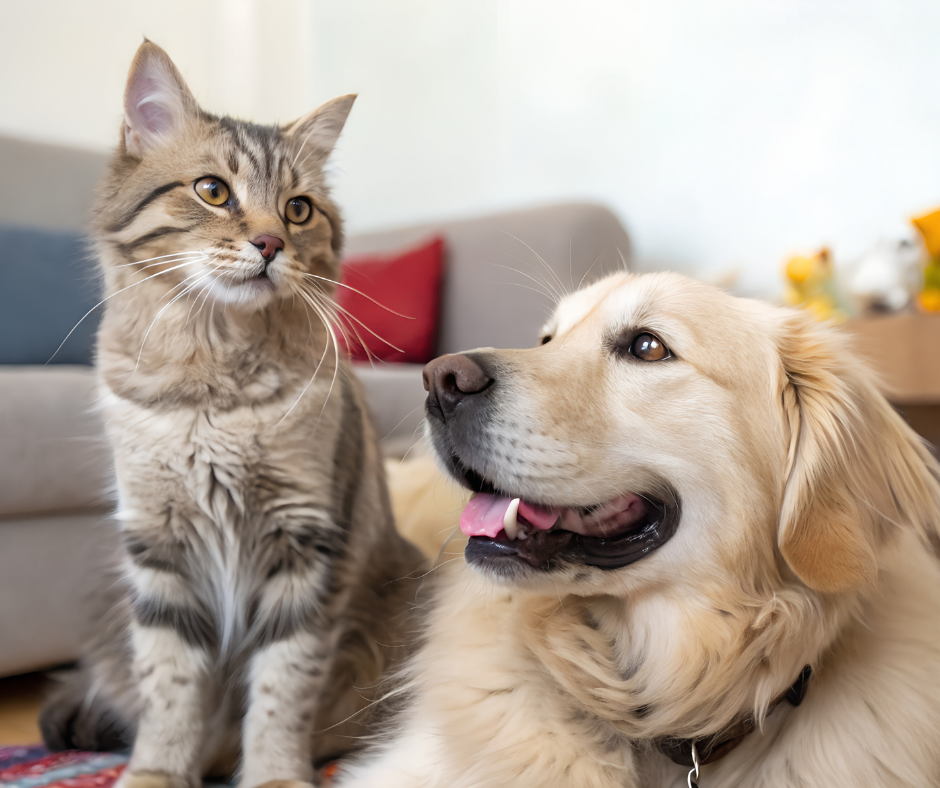 Nova lei em Santos (SP) prevê multa para tutores que deixarem cães e gatos sozinhos por mais de 36 horas
