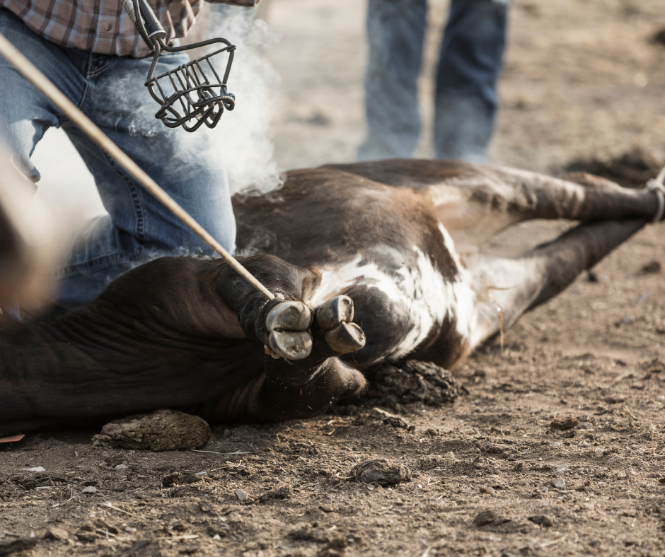 TJ/RS: Justiça proíbe Centro de Tradições Gaúchas&nbsp;de realizar eventos de marcação a ferro