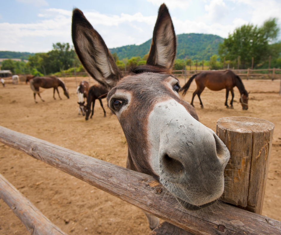 TRF1: Justiça Federal reconhece legalidade do abate de jumentos