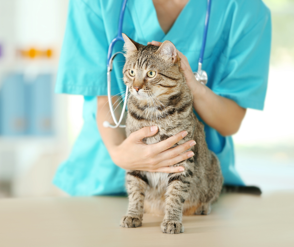 ES: Clínicas veterinárias passam a ter dever legal de denunciar maus-tratos a animais