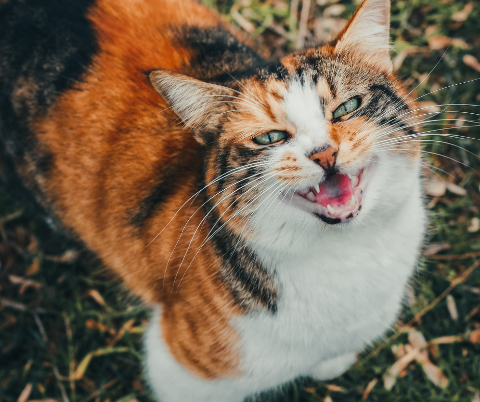 TJ/DF: Tribunal autoriza alimentação de gatos comunitários em condomínio no DF