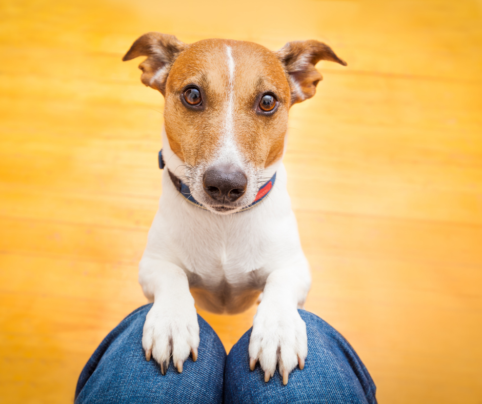 TJ/GO: Vítima de violência doméstica obtém divórcio liminar e custódia de animal de estimação