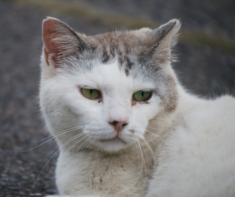 Salvador (BA): Lei municipal autoriza a permanência de animais comunitários em locais públicos e em condomínios horizontais fechados