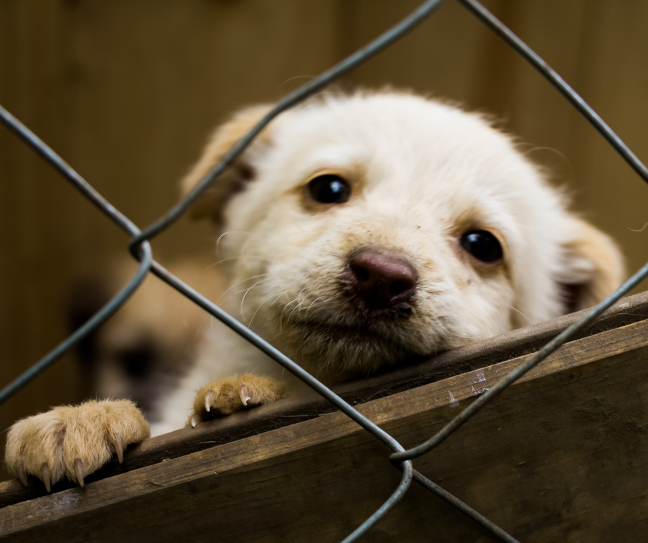 DF: Sancionada lei que garante auxílio de até R$ 6 mil a abrigos