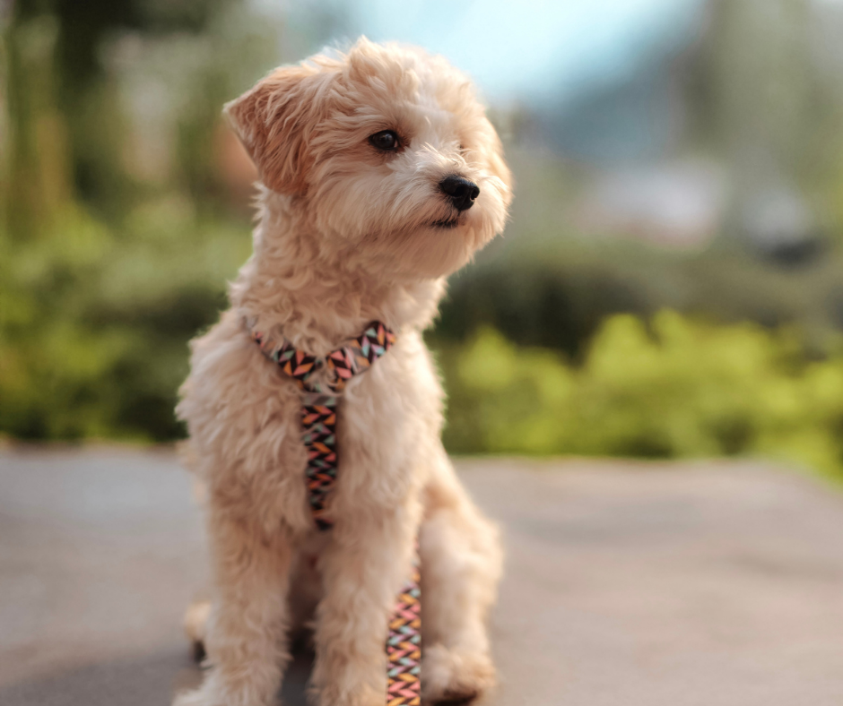 TJ/MT: Justiça anula regra que proibia circulação de cães nas áreas comuns de condomínio