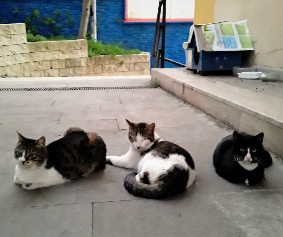 Campinas (SP): Lei oficializa figura do cuidador comunitário de cães e gatos