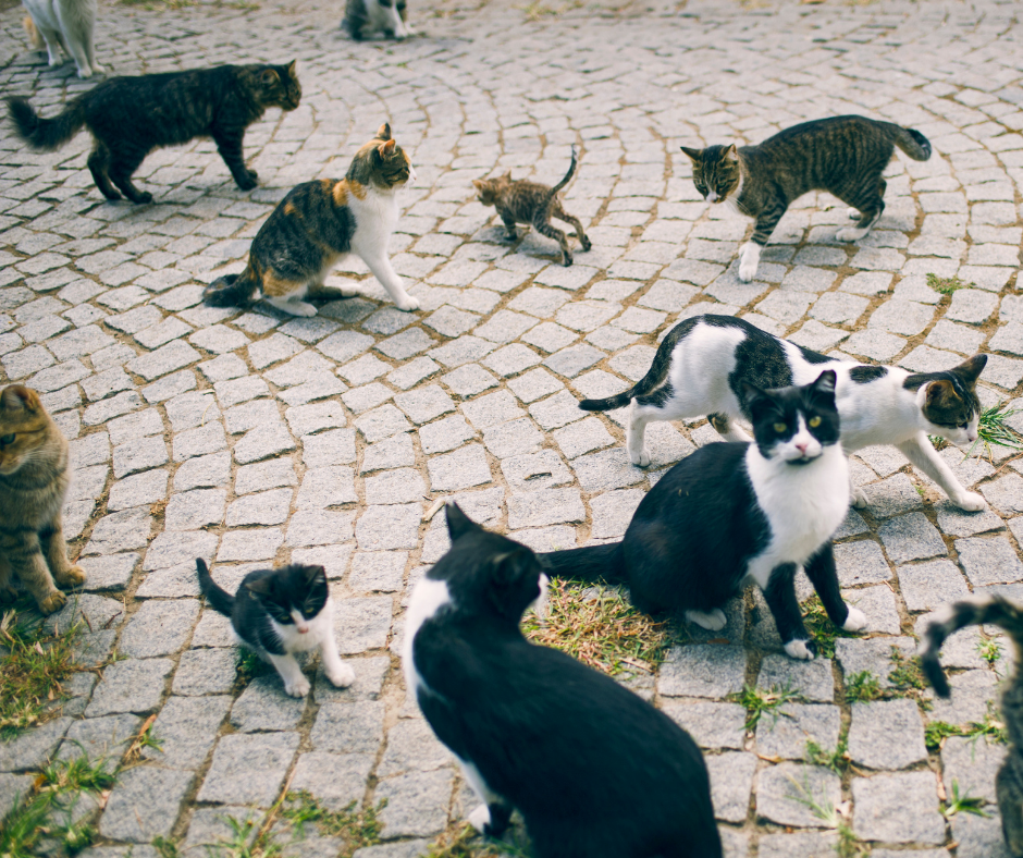 TJ/SP: Justiça proíbe que centro espírita expulse gatos comunitários por risco de maus-tratos