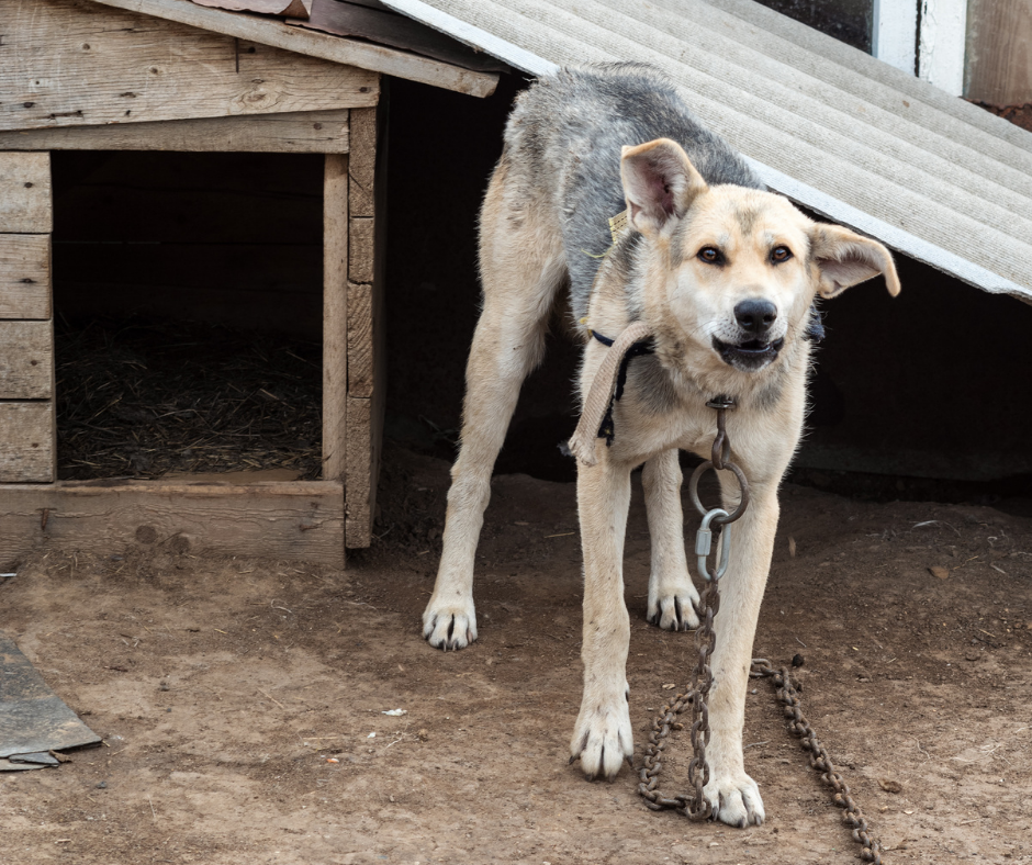 TJ/SC: Justiça condena homem por maus-tratos que resultaram na morte de cachorro