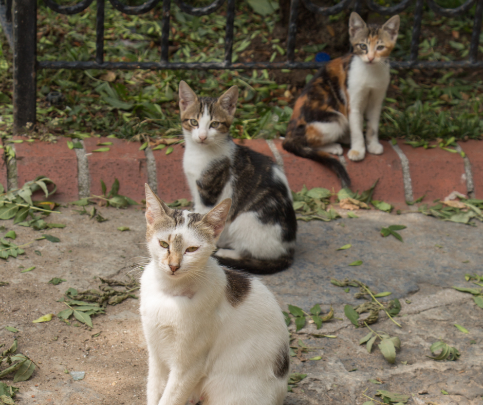 TJ/PB: Tribunal decide que gatos de condomínio em João Pessoa não são “animais comunitários”