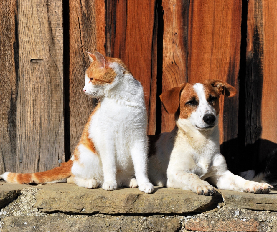 SC: Aprovada lei de proteção e reconhecimento ao cão e gato comunitário no estado