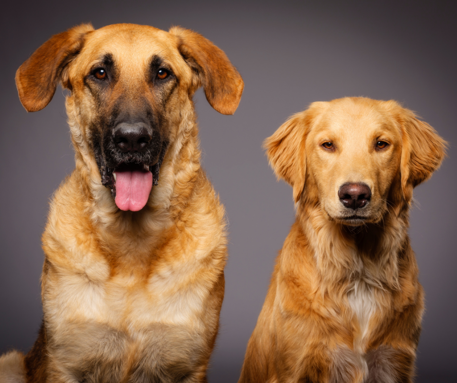TJ/TO: Após ataque de cães, tutor dos animais terá que indenizar vítima